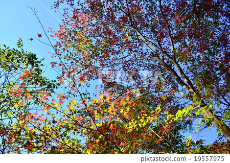 Autumnal leaves of the Keiko River and Mt. Okurayama 19557975