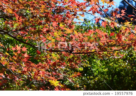 Autumnal leaves of the Keiko River and Mt. Okurayama 19557976