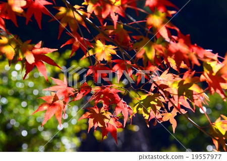 Autumnal leaves of the Keiko River and Mt. Okurayama 19557977