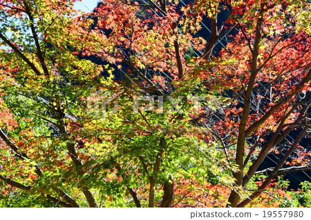 Autumnal leaves of the Keiko River and Mt. Okurayama 19557980