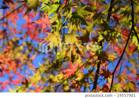 Autumnal leaves of the Keiko River and Mt. Okurayama 19557981