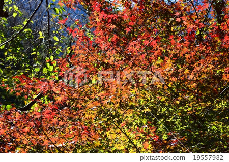 Autumnal leaves of the Keiko River and Mt. Okurayama 19557982