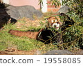 小熊貓 19558085