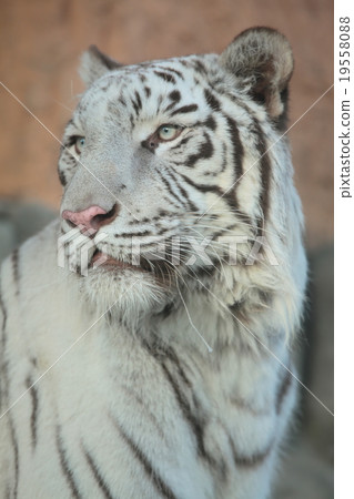 White Tiger   19558088