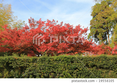 Colored Japanese maple leaf Colored Japanese maple leaf 19558105