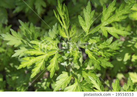 Oyo艾草 Oyo艾草 19558553