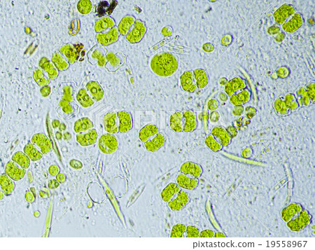Microorganisms in fish tanks (freshwater) 19558967