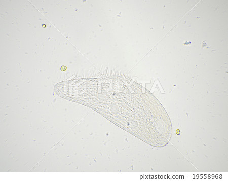 Microorganisms in fish tanks (freshwater) 19558968