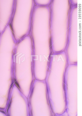 Thin skin of microscopic onions 19559099