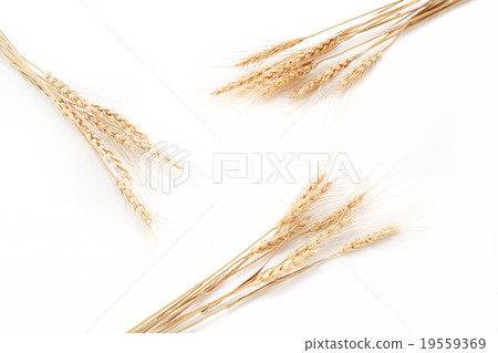 Barley Barley 19559369