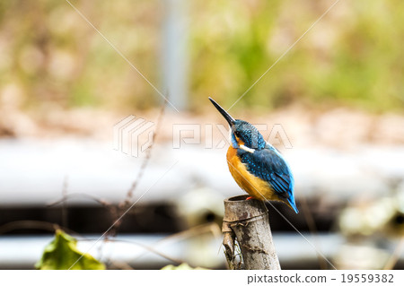 Kingfisher 19559382