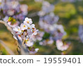 吉野櫻花樹 19559401