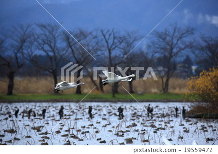Swan of Lake Lake Swan of Lake Lake 19559472