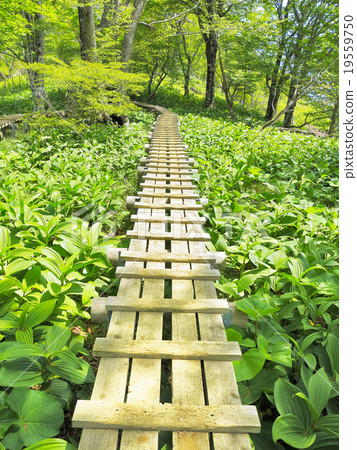 Nishi Tanzawa的樹路和海灣站 Nishi Tanzawa的樹路和海灣站 19559750