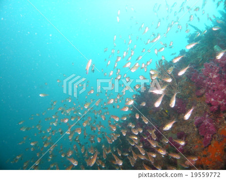 A group of Higashi Izu · Usami's Nembutsudai 19559772