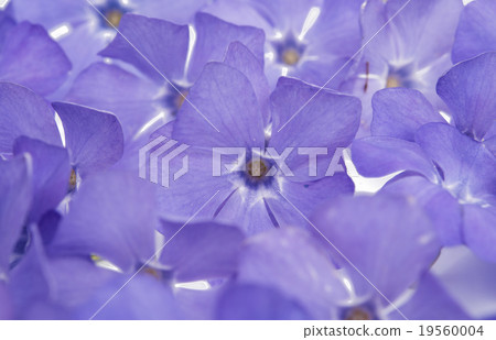 periwinkle flower 19560004