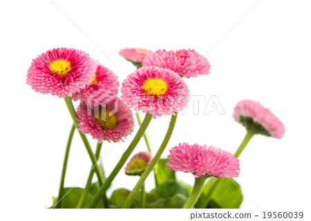marguerite 19560039