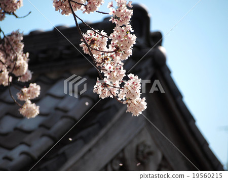 Cherry blossoms at the temple 19560215