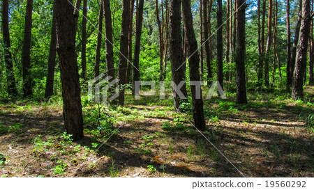 Trees in the coniferous forest, the shadow of pine 19560292