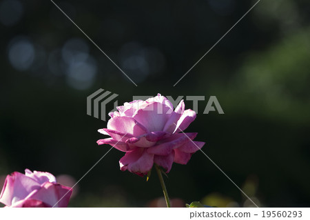 Autumn rose B ue R i er 19560293