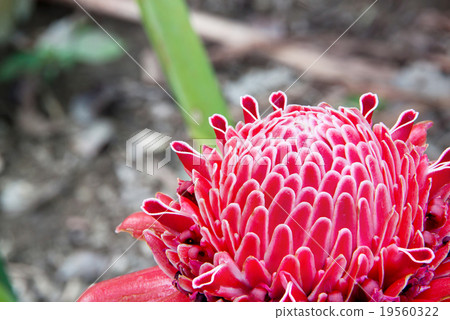 Blossom Torch Ginger Blossom Torch Ginger 19560322