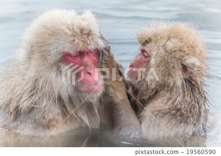 Osaku of adorable hot spring Monkey of the couple of the hot spring 19560590
