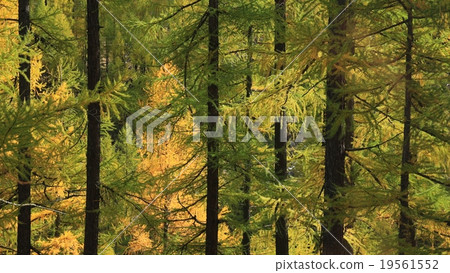 Illuminated golden larch forest 19561552