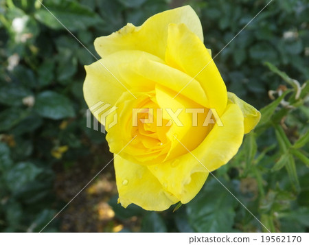 玫瑰小蒼蘭 玫瑰小蒼蘭 19562170