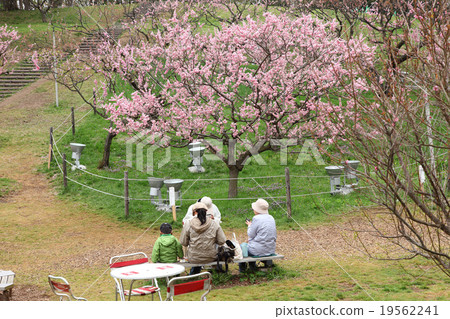 Cherry-blossom viewing of red plum with family Cherry-blossom viewing of red plum with family 19562241