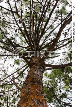 Pinus kesiya 19562359