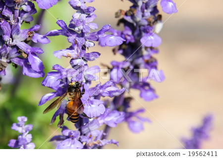 Bee on Blue Salvia flower 19562411