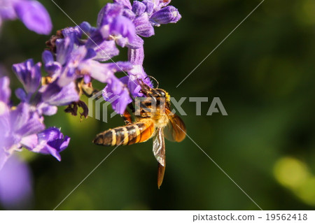 Bee on Blue Salvia flower 19562418