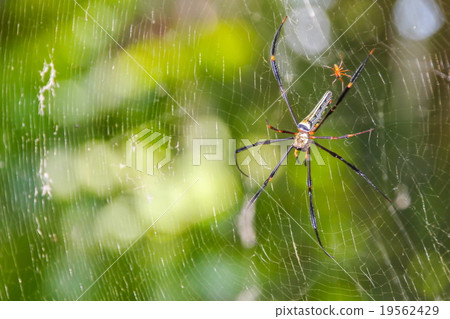 Nephila maculata, Spider Nephila maculata, Spider 19562429