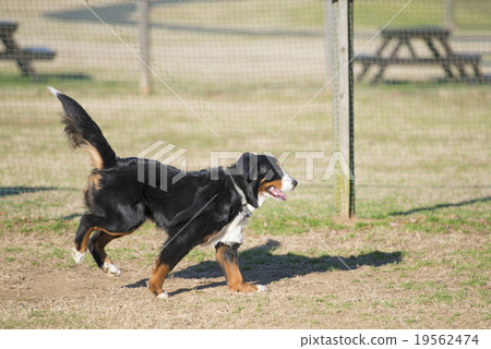 伯恩山犬 19562474