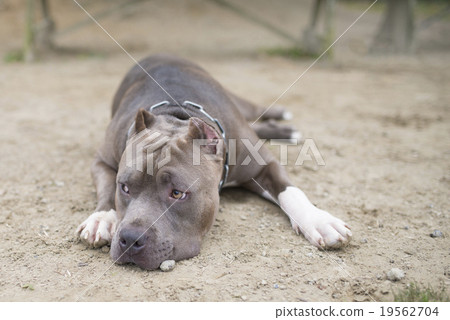 美國比特鬥牛梗 19562704