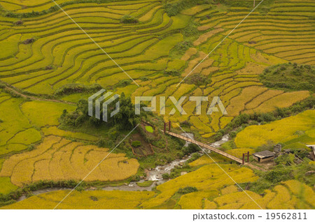 Rice fields on terraced of SAPA, Vietnam. 19562811