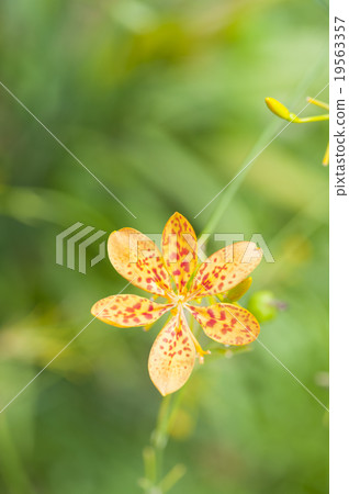 A freckle face Leopard Lily flower. 19563357