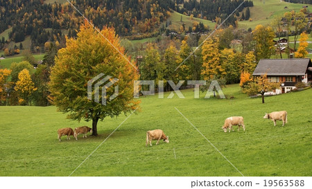 Grazing Simmental cattle and autumn landscape 19563588
