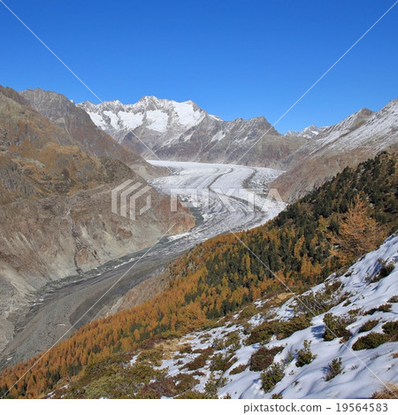 Aletsch Glacier and golden larch trees 19564583
