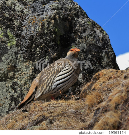 Tibetan Snowcock photographed in Gokyo, Nepal 19565154