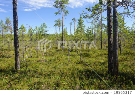 Pine trees in swampy tundra, Karelia Pine trees in swampy tundra, Karelia 19565317