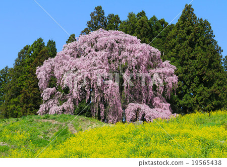 在戰場上哭泣的櫻花 19565438