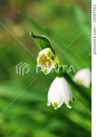 Snowflake (up) 19565563