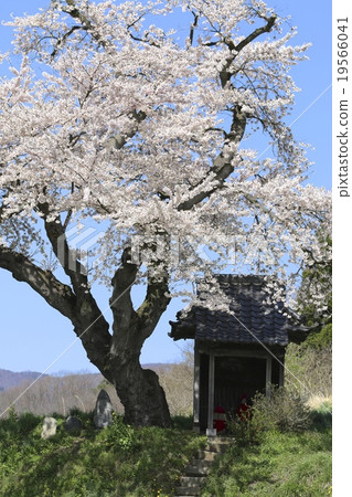 Ozawa's cherry tree 19566041