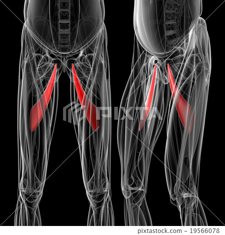 medical  illustration of the adductor longus 19566078