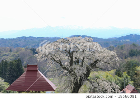 Tenno cherry tree of Yamada 19566081
