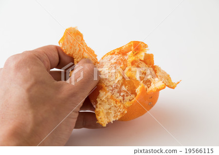 Mandarin orange Mandarin orange 19566115