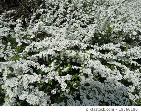 夜櫻桃樹01 19566180