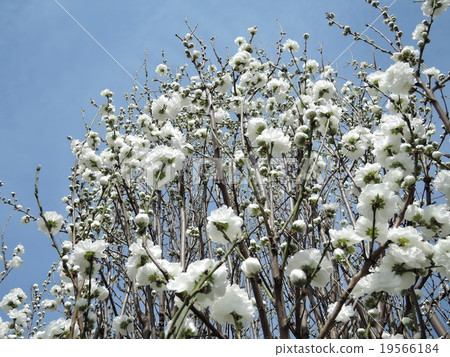 櫻花03 櫻花03 19566184