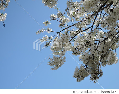 櫻花06 櫻花06 19566187